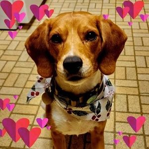 Meet your Posher, Celica